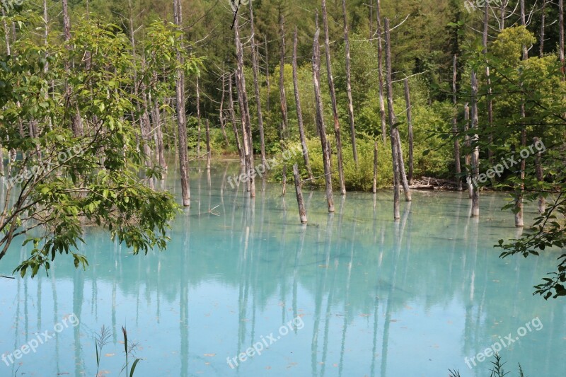 Blue Pond Pond Natural Free Photos