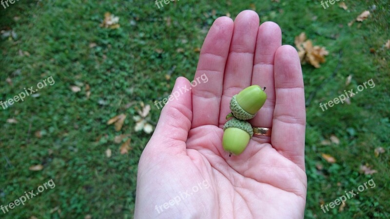 Acorns Hand Summer Grass Free Photos