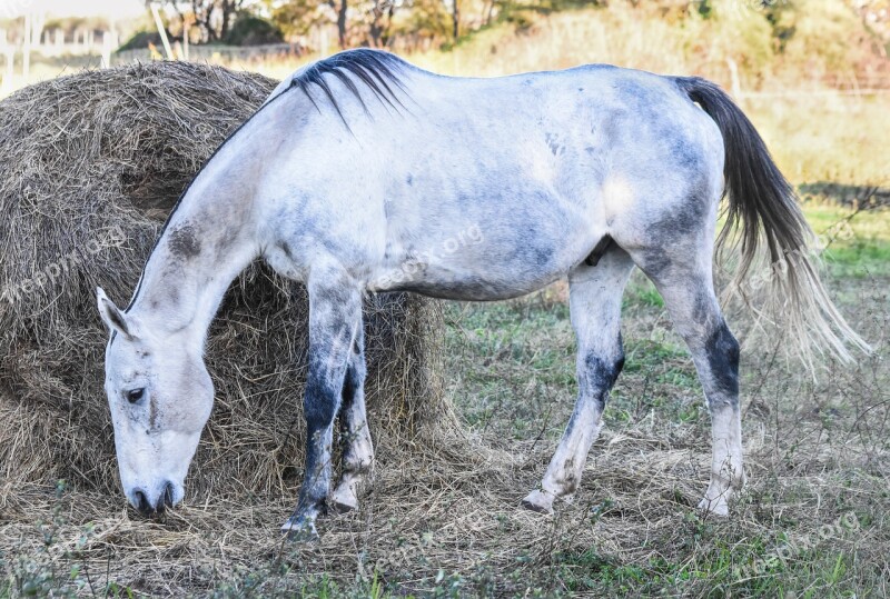 Equine Meek Dapple Four Legged Free Photos