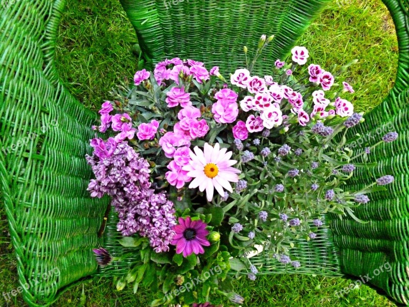 Flowers Carnation Marguerite Lilac Plant