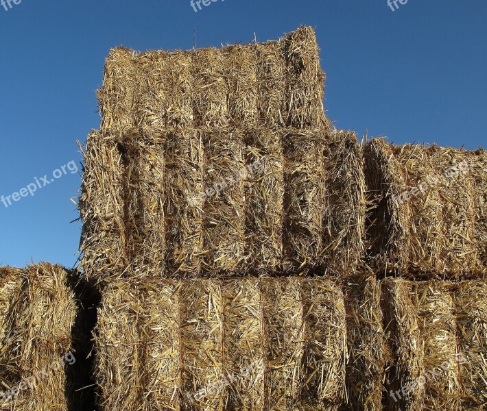 Straw Straw Bales Bale Hay Hay Bales