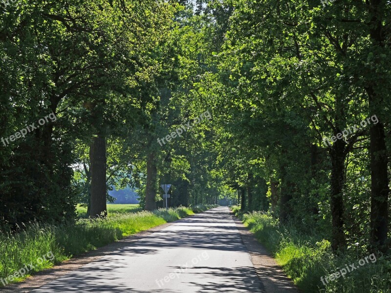 Forest Path In Early Summer Oak Avenue Dirt Track Forest