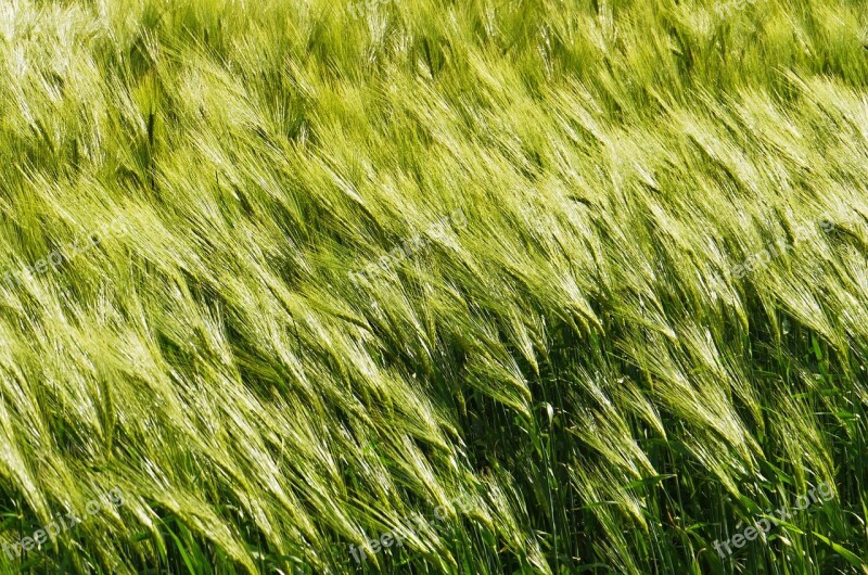 Background Barley In The Wind Cereals Spike Awns