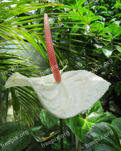 Anthurium Exotic Flower White Botanical