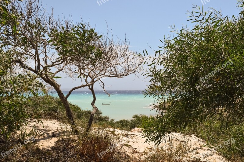 Trees Dunes Landscape Scenery Sea