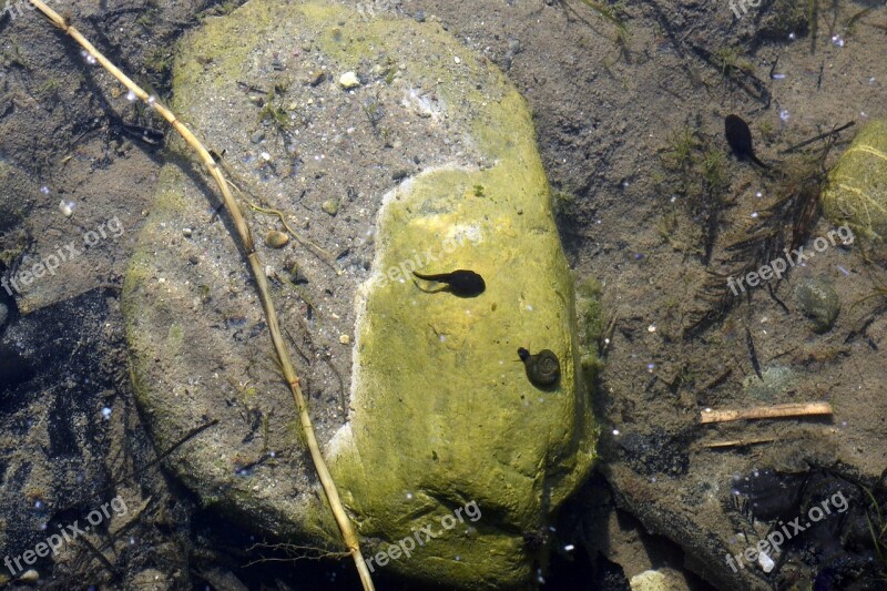 Tadpole Water Snail Underwater Pond Nature