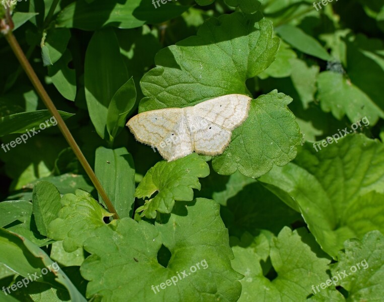 Winter Moth Insect Pest Animal Nature