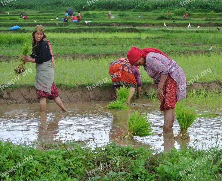 Nepal Nepalese Women Woman Rice