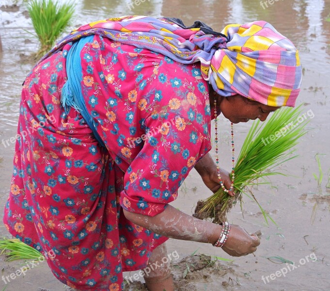 Nepalese Woman Rice Planting Nepal