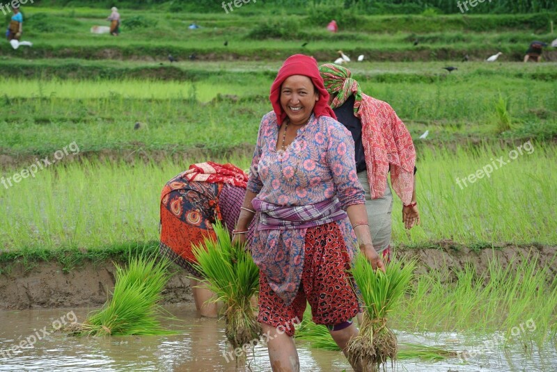 Kathmandu Nepal Asia Rice Planting