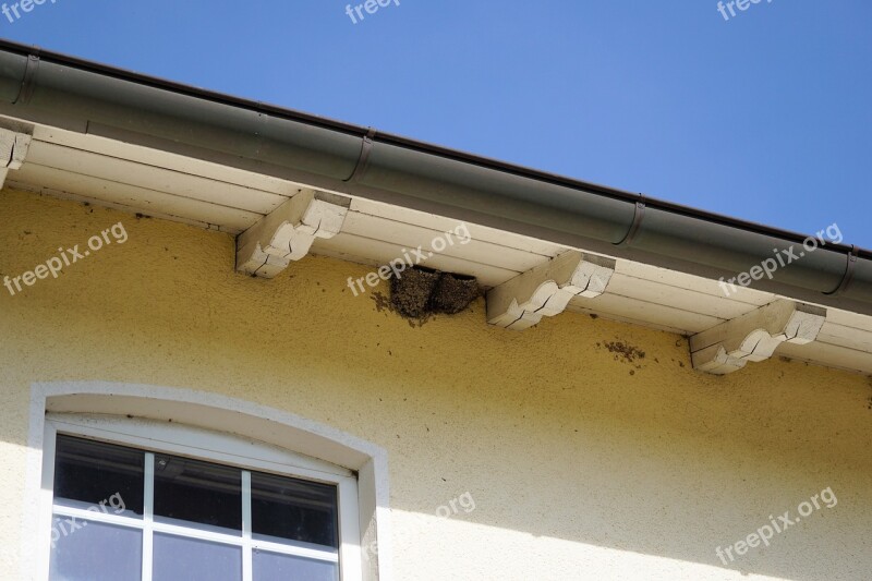 Swallow's Nest Nest Bird's Nest Wall Roof