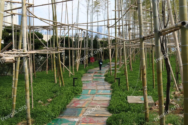 Bamboo Forest Ecology Gil Walk