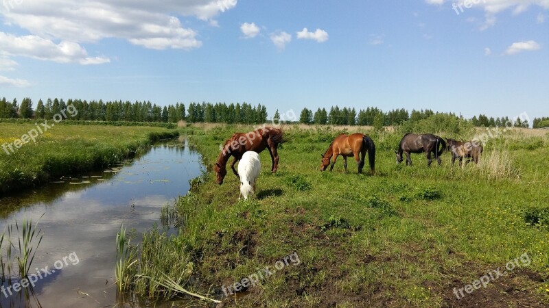 Horse Horses Equine Nature Mare