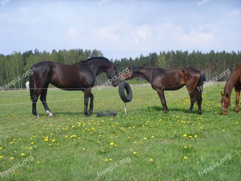 Horse Horses Equine Nature Mare