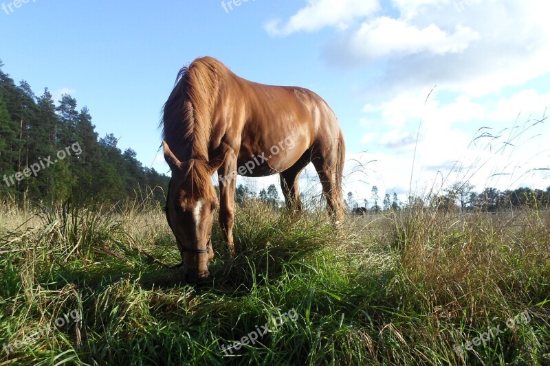 Horse Horses Equine Nature Mare