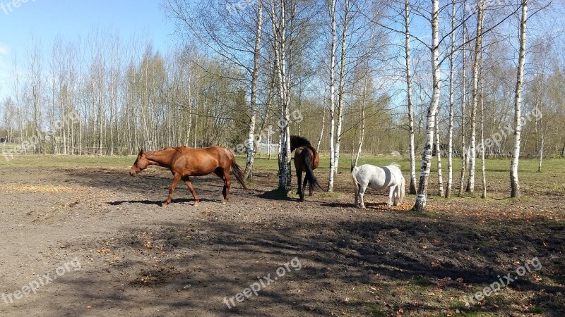 Horse Horses Equine Nature Mare