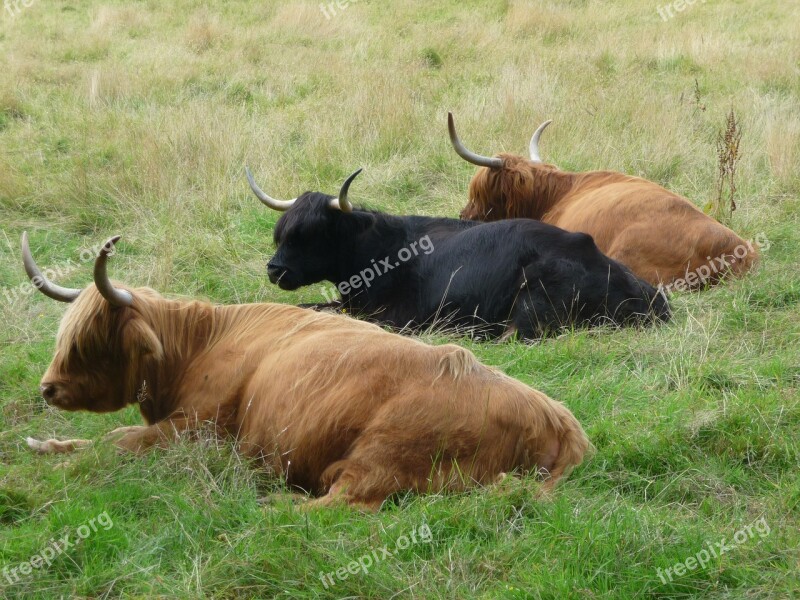 Rest Cow Teamwork Free Photos