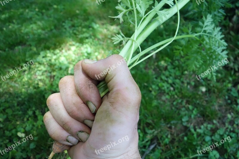 Earth Grow Carrot Farm Garden