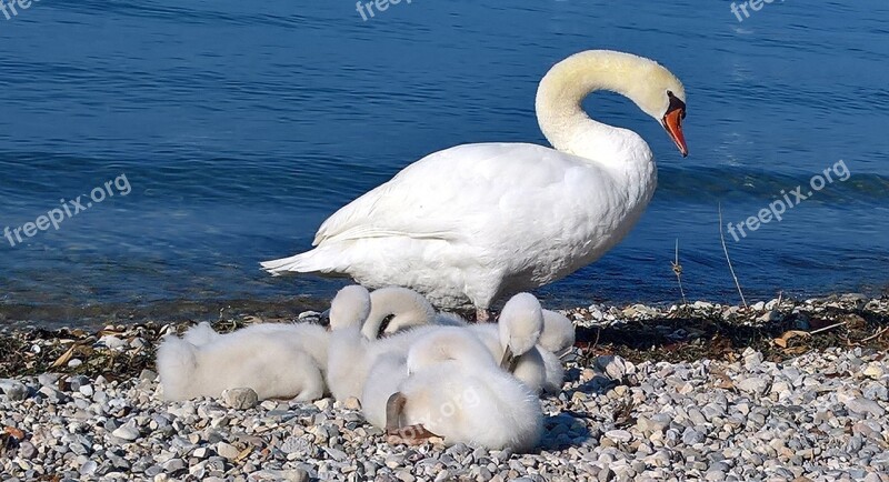 Swan Family Swans Young Animal World