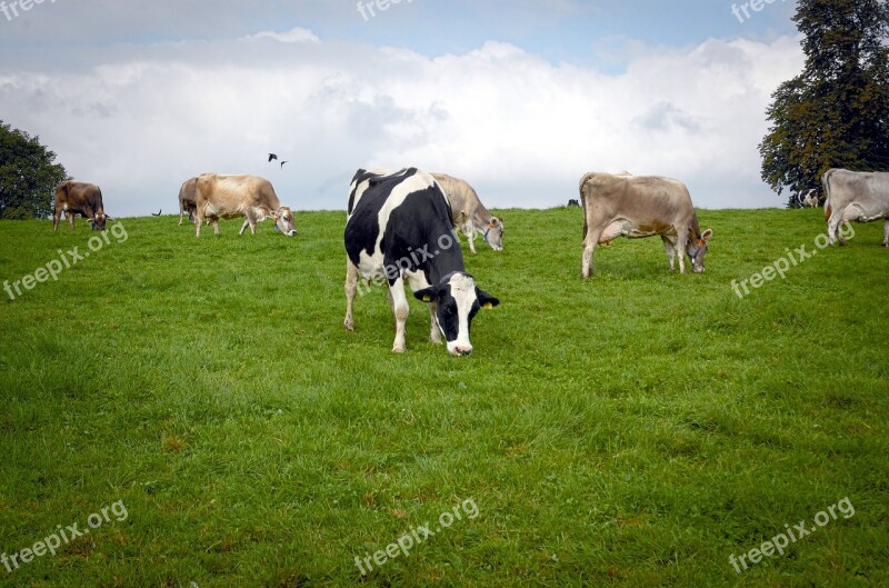 Cows Cow Herd Flock Graze Cow Pasture