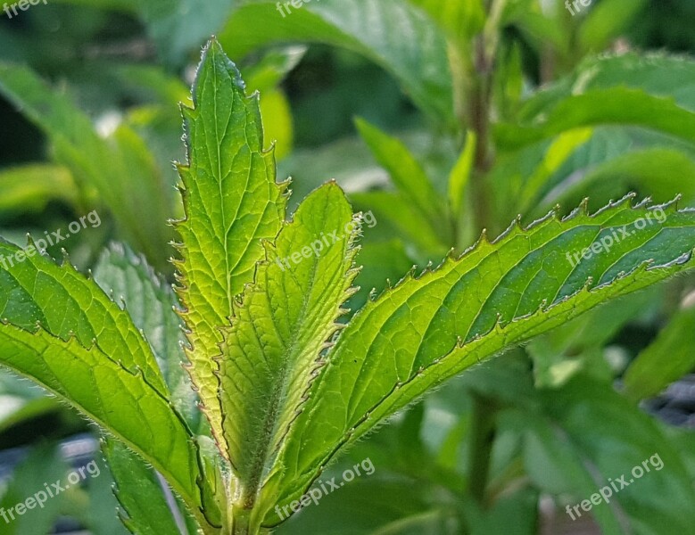 Mint Mint Leaves Mojito Mint Herbs Herb Garden