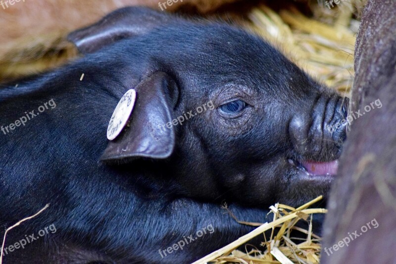 Piglet Nursing Close Up Free Photos