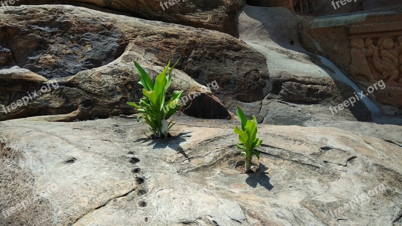 Rock Plant Survive Stone Free Photos