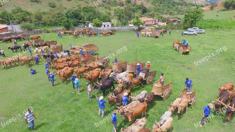 Bois Oxen Paths Drone Phanton Free Photos