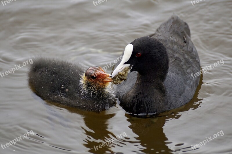 Coot Waterfowl Plumage Nature Waters