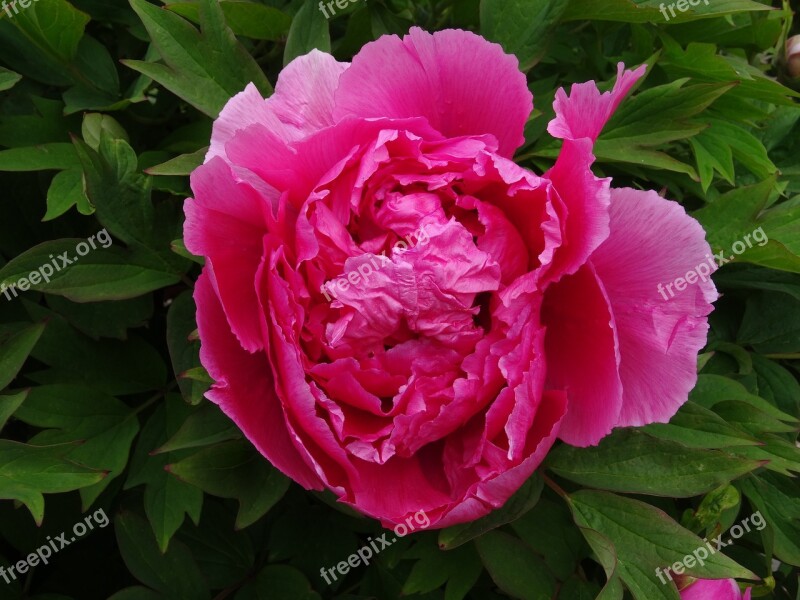 Peony Pink Flower Free Photos