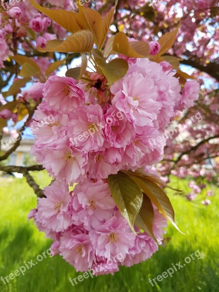 Flowers Pink Nature Spring Pink Flowers