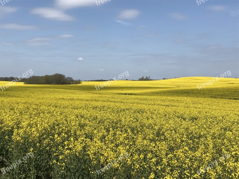 Oilseed Rape Sky Field Of Rapeseeds Field Clouds