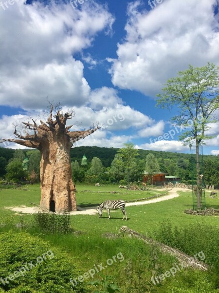 Nature Wood Baobab Work Of Nature Sky