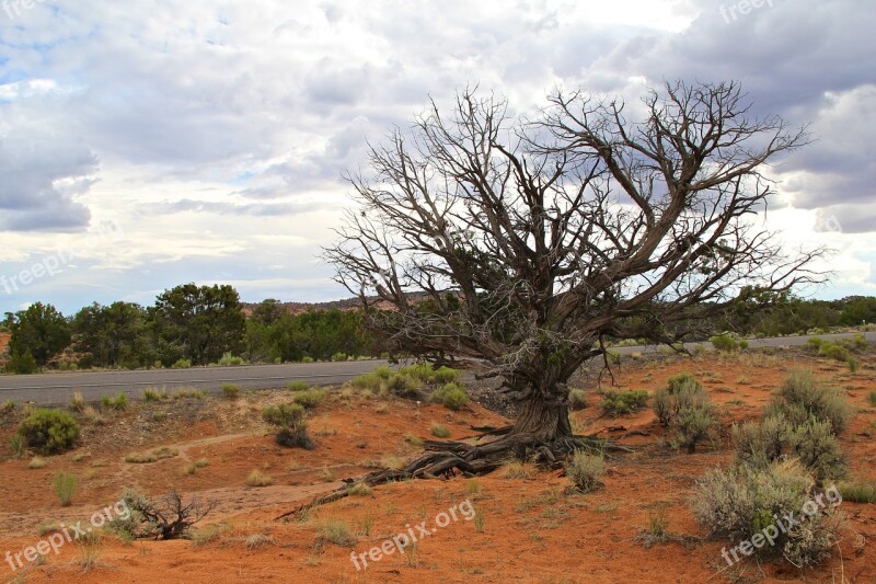 Tree Desert Landscape Nature Sky