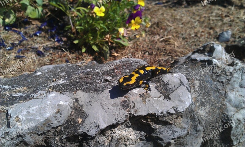 Fire Salamander Reptile Animals Free Photos