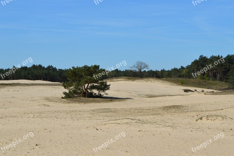 Otterlo Veluwe Sand Dunes Netherlands The Netherlands