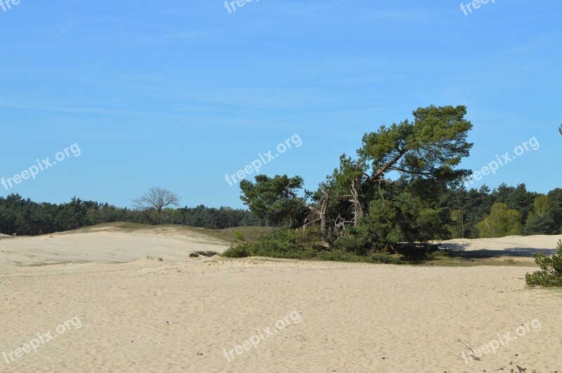 Otterlo Veluwe Sand Dunes Netherlands The Netherlands