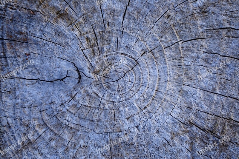 Wood Tree Stump Nature Forest