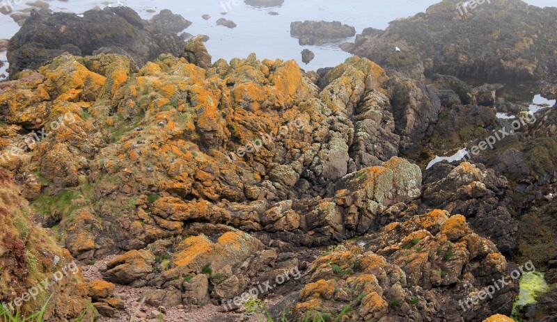 Seashore Shore Coast Rocks Seaweed