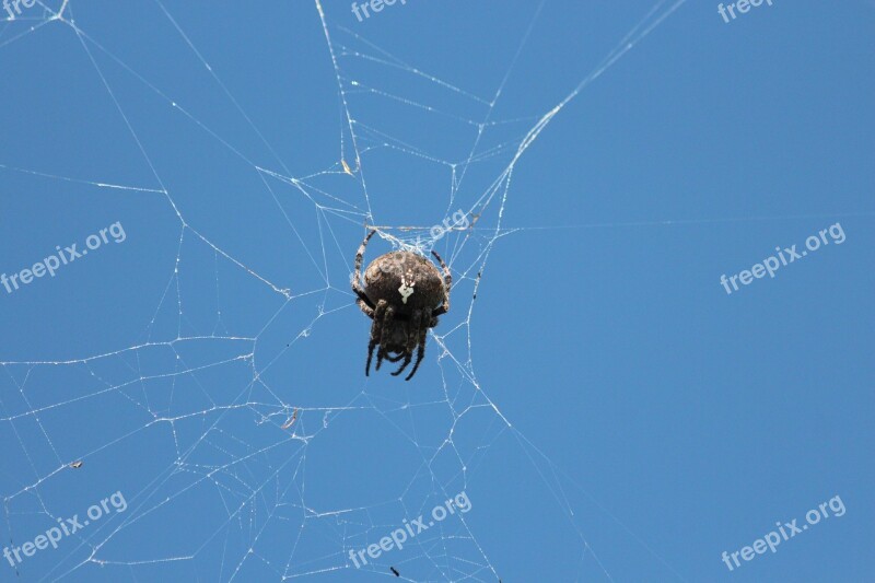 Spider Spider Web Arthropod Animal Blue Sky