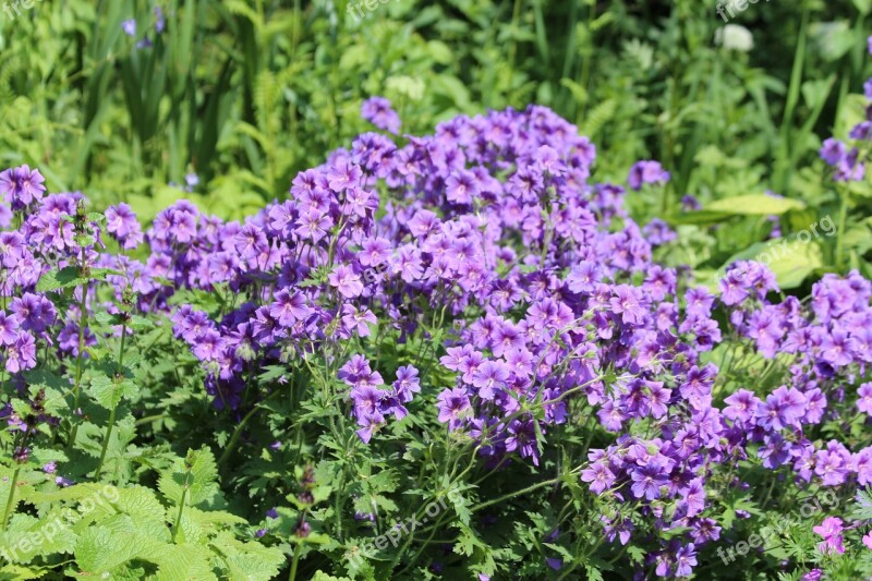 Flowers Purple Flowers Salpiglossis Plant Nature