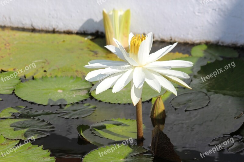 Water Lily Lily White Flower Sheet Plant