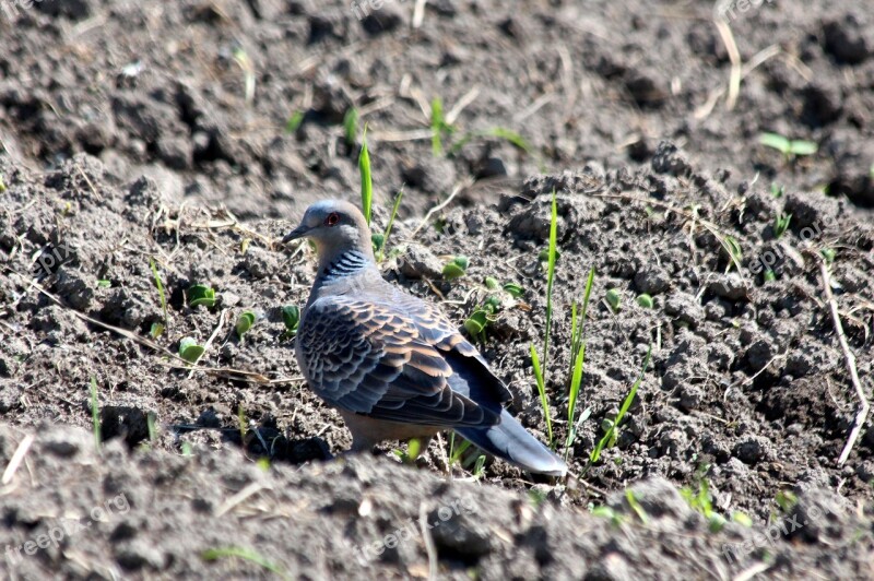 Turtle Dove Streptopelia Turtur Turtledove Common European Turtle Dove Bird