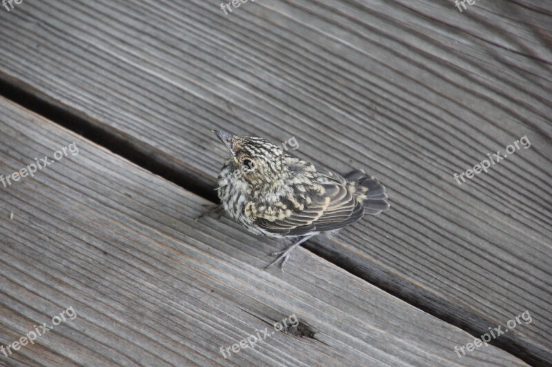 Nature Bird Young Bird Blackbird Free Photos