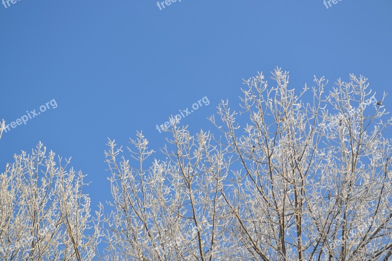 Winter Snow Cold Tree Trees