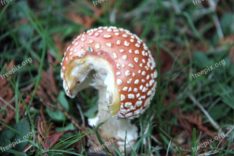 Nature Mushrooms Wild Red White