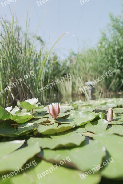 Water Lily Pond Flower Blossom Bloom