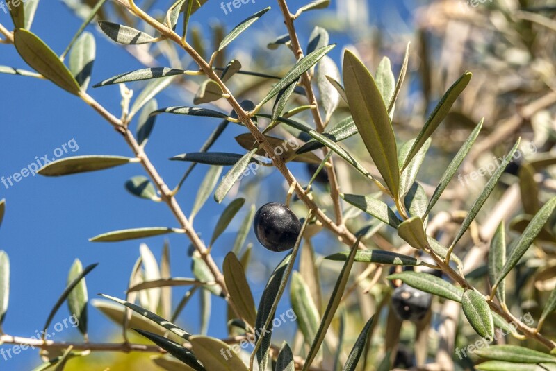 Olive Green Food Plant Eat