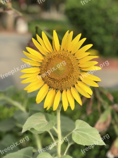 Garden Flower Sun Flower Yellow Flower Smiling Flower