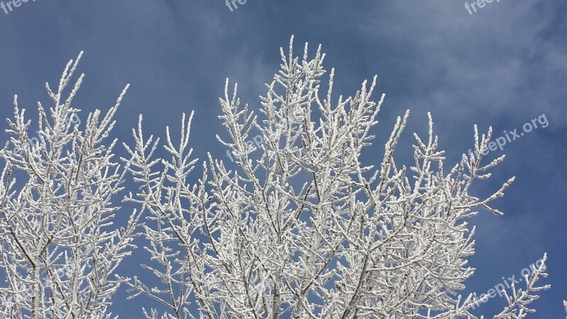 Frost Branches Snow Tree Frozen